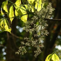 Hevea brasiliensis (Willd. ex A.Juss.) Müll.Arg.